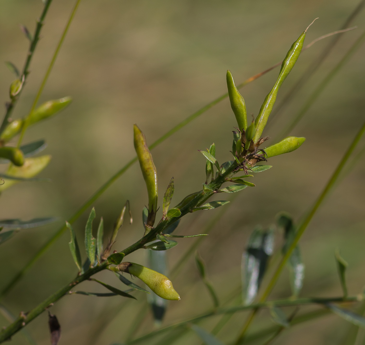 Image of Genista tinctoria specimen.