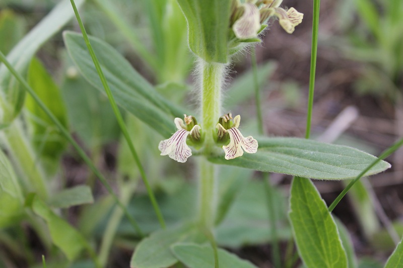 Image of Ajuga laxmannii specimen.