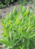 Clematis integrifolia