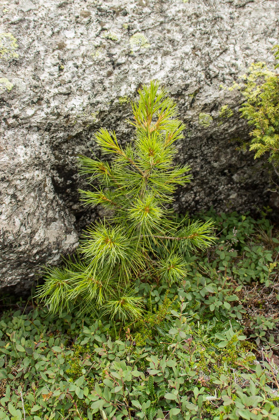 Изображение особи Pinus sibirica.