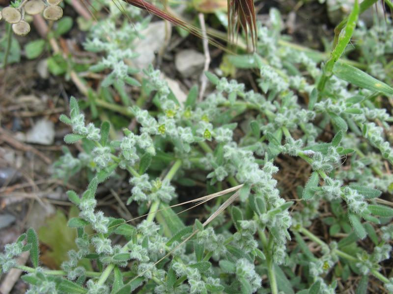 Image of Herniaria incana var. angustifolia specimen.