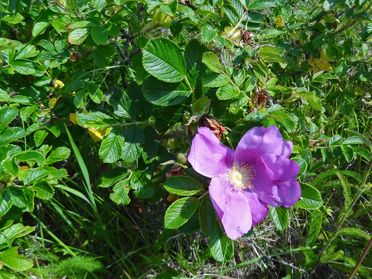 Image of Rosa rugosa specimen.