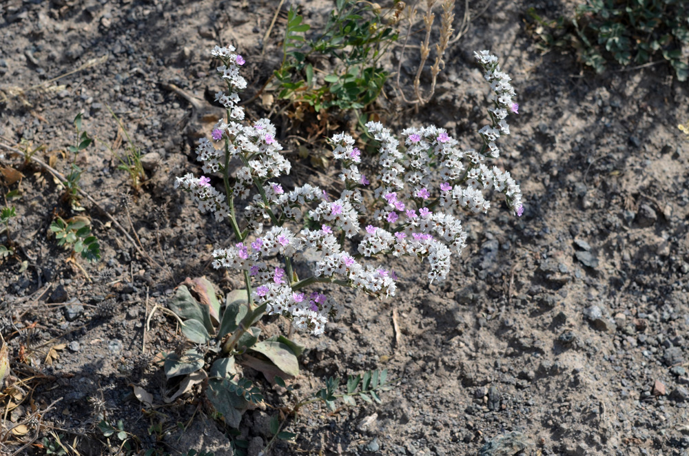 Image of Goniolimon cuspidatum specimen.