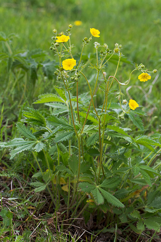 Image of Potentilla chrysantha specimen.