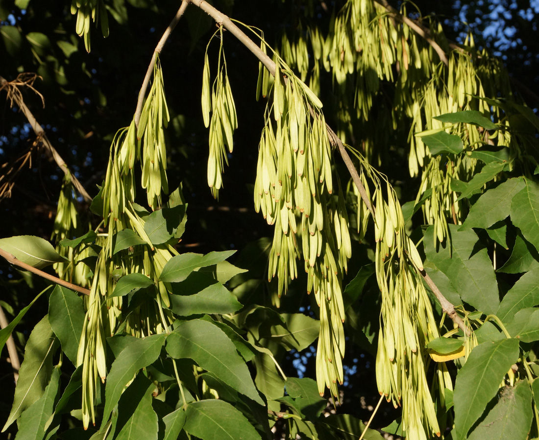 Image of Fraxinus pennsylvanica specimen.