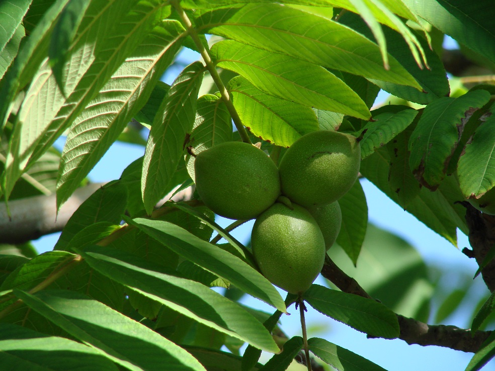 Image of Juglans mandshurica specimen.