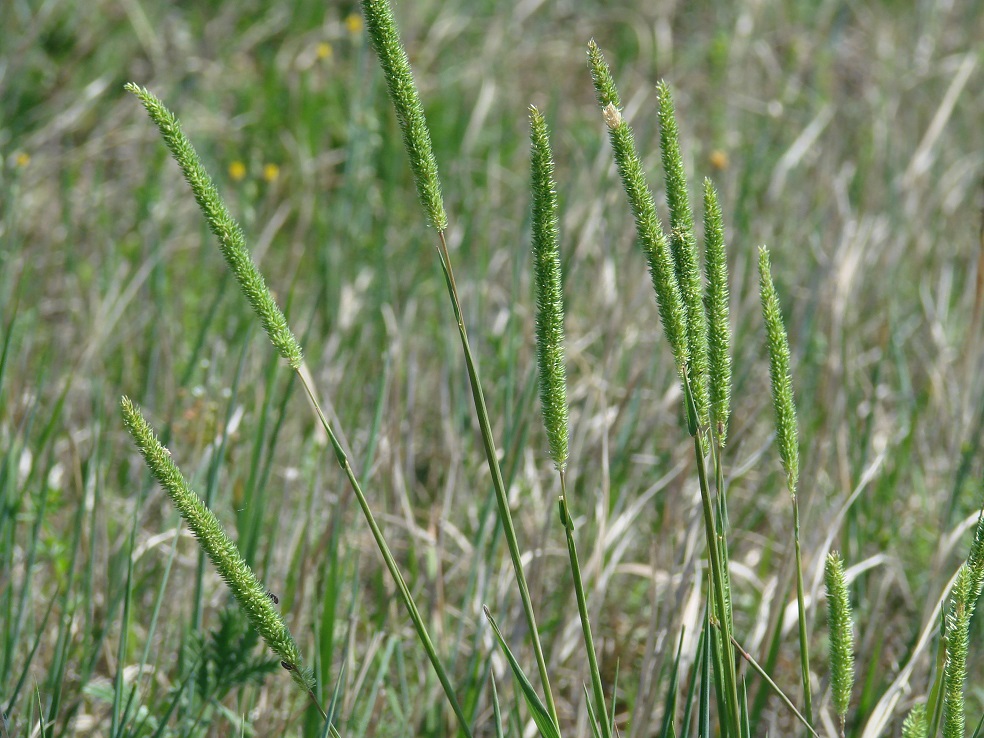 Image of Phleum phleoides specimen.