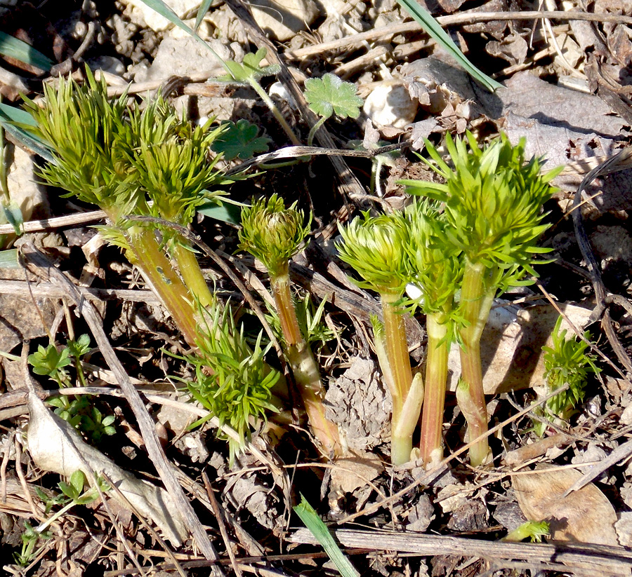 Изображение особи Adonis vernalis.