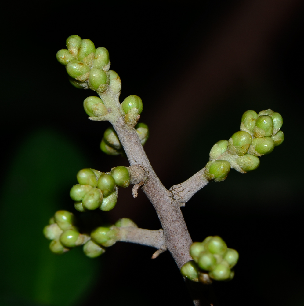 Image of Rhus integrifolia specimen.