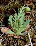 Papaver laevigatum