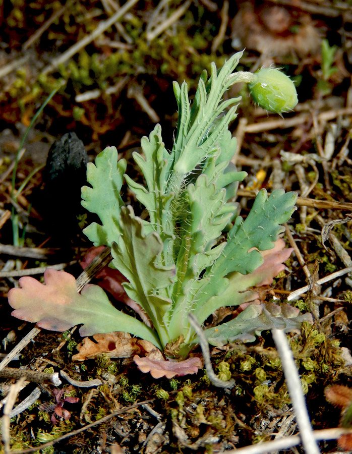 Image of Papaver laevigatum specimen.