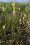 Linaria macroura