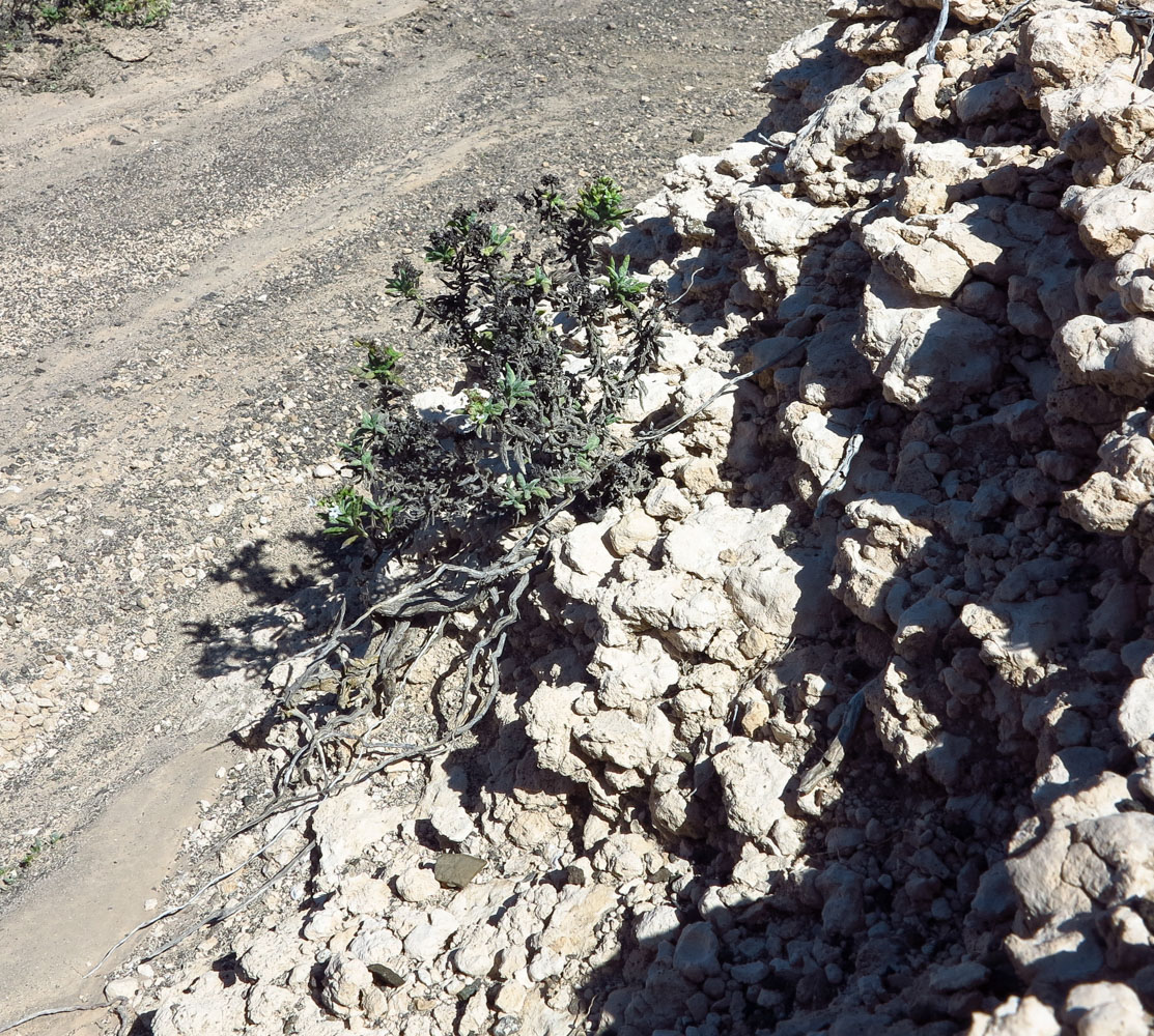 Изображение особи Heliotropium erosum.