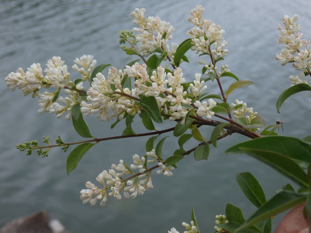 Image of Ligustrum vulgare specimen.