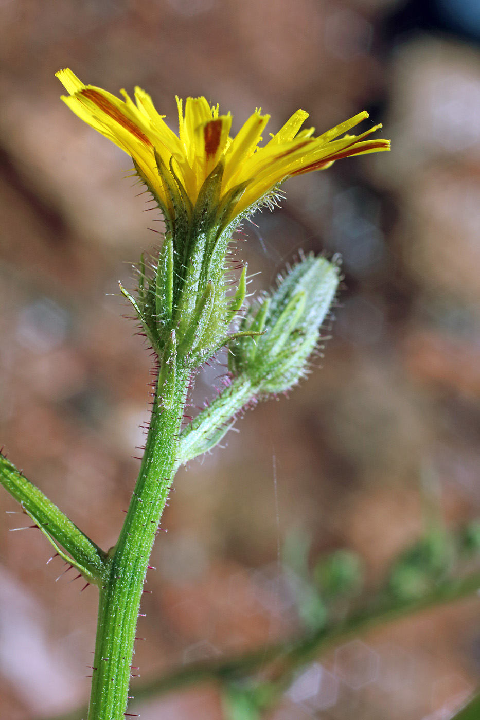 Изображение особи Picris nuristanica.