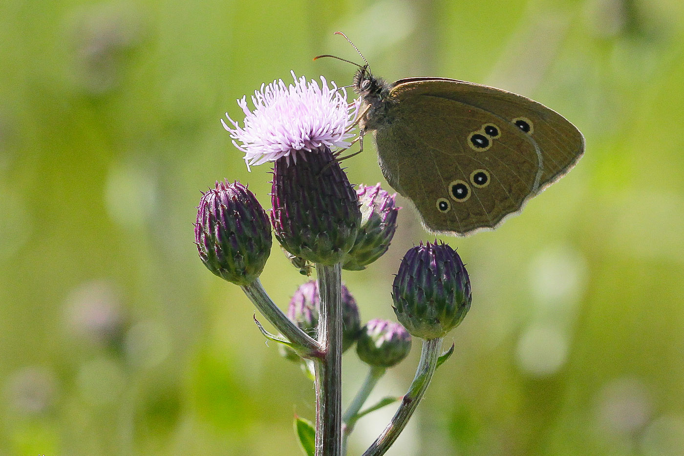 Изображение особи Cirsium setosum.