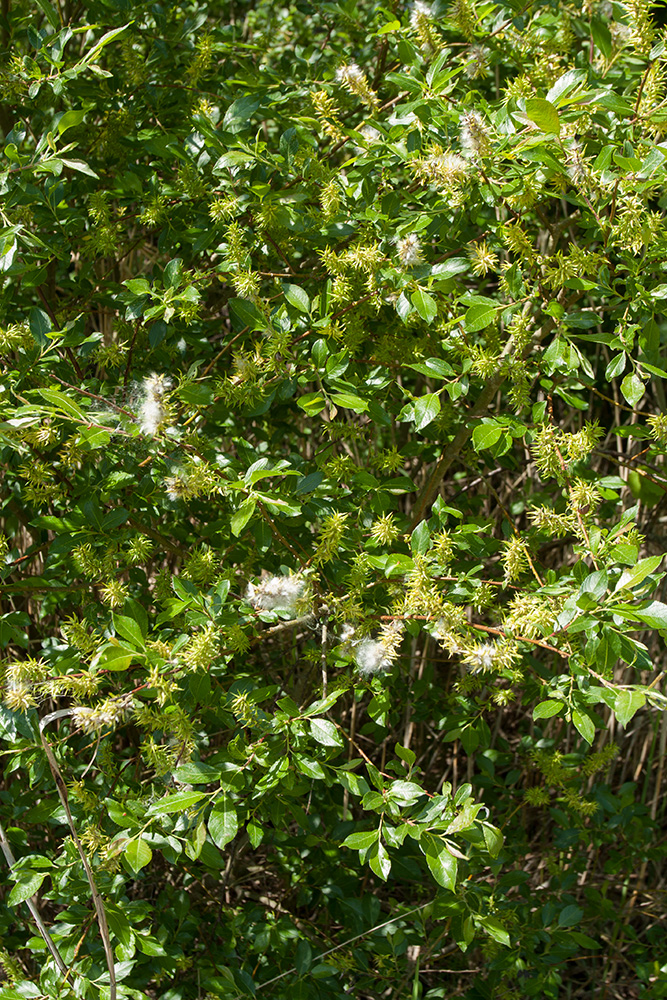 Image of Salix myrsinifolia specimen.