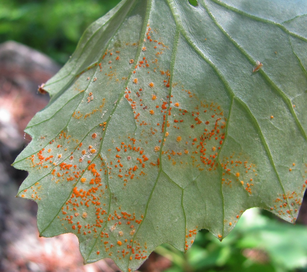 Image of Dolichorrhiza renifolia specimen.