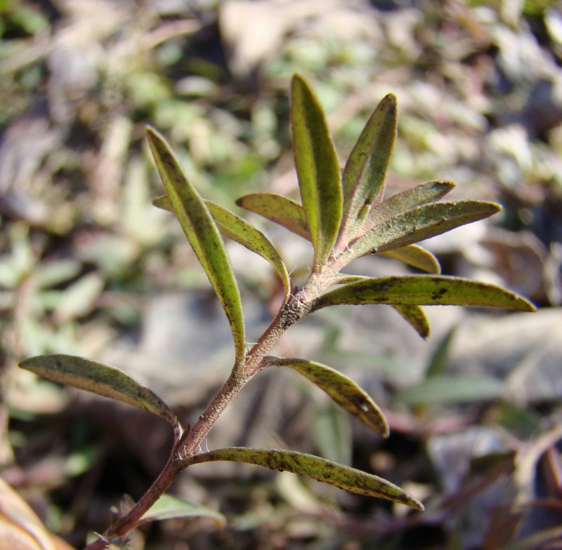 Image of Thymus marschallianus specimen.