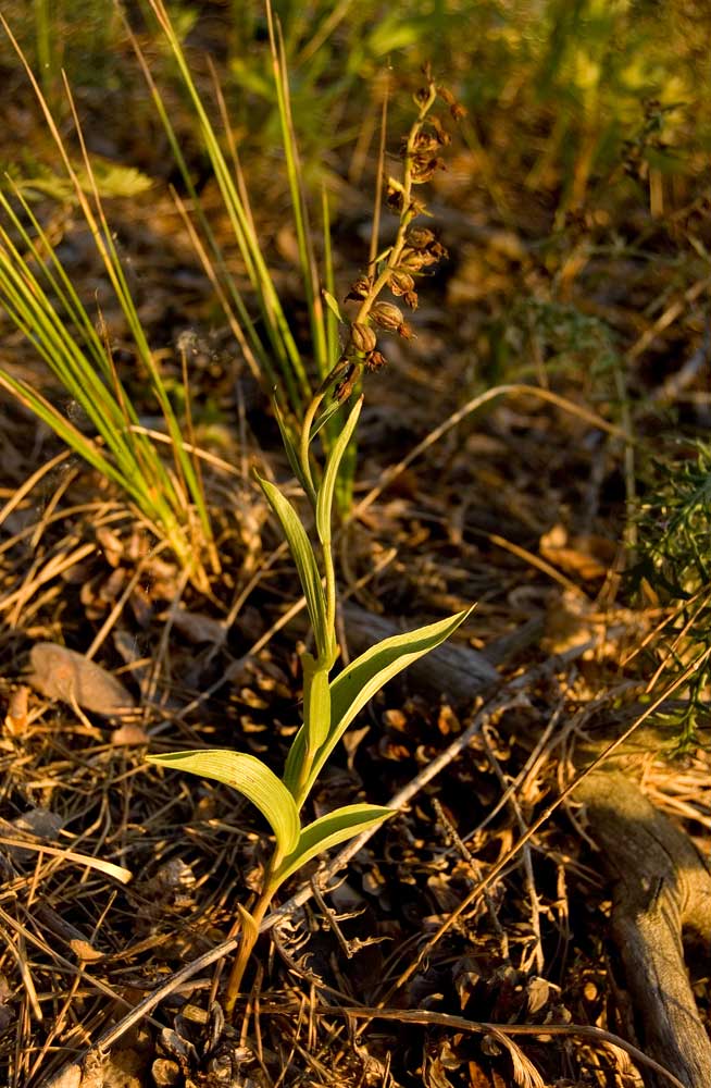 Image of Epipactis atrorubens specimen.