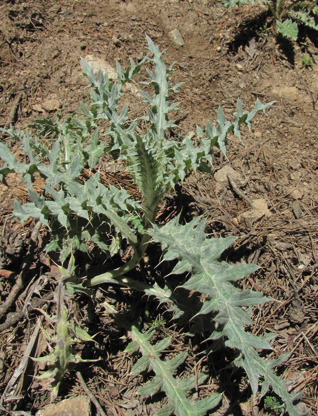 Image of Cirsium cephalotes specimen.