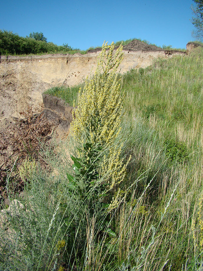 Image of Verbascum lychnitis specimen.