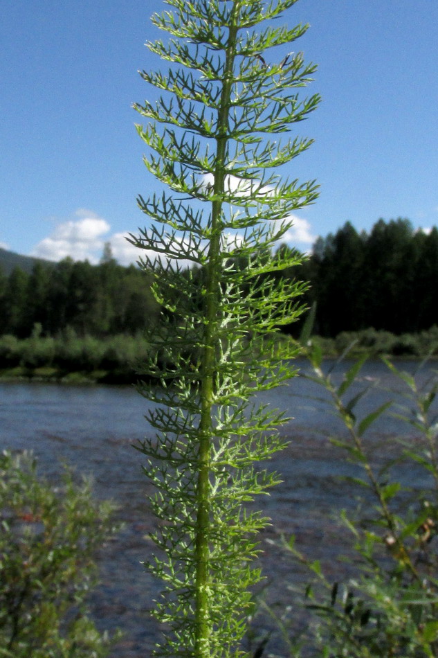 Image of Achillea kuprijanovii specimen.