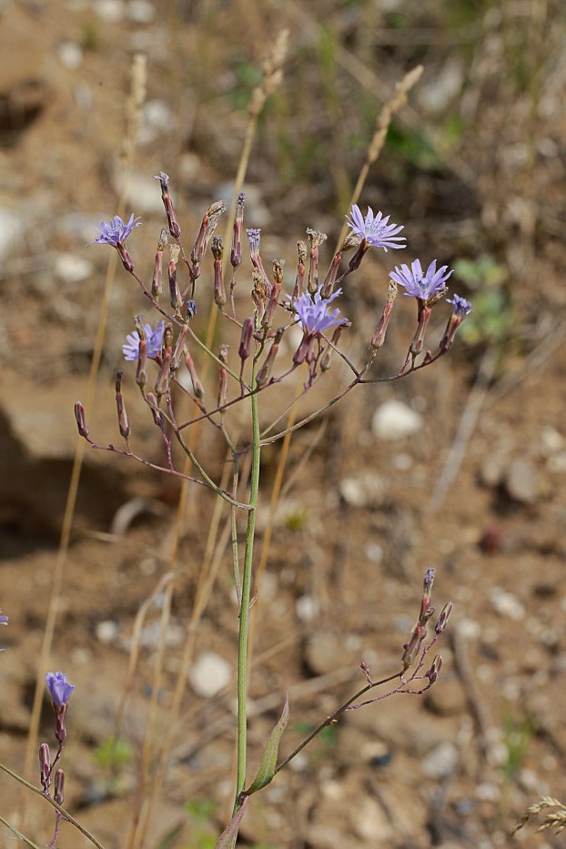 Image of Lactuca tatarica specimen.