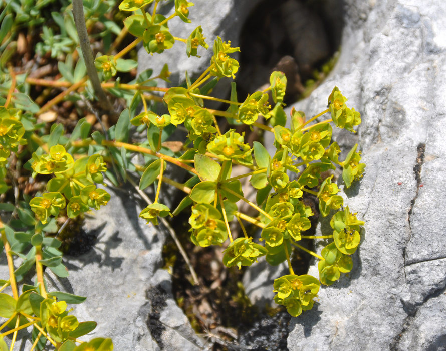 Image of Euphorbia petrophila specimen.