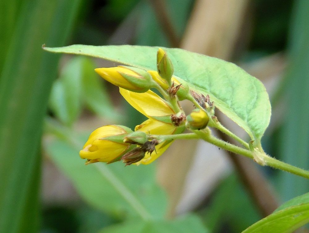 Изображение особи Lysimachia vulgaris.