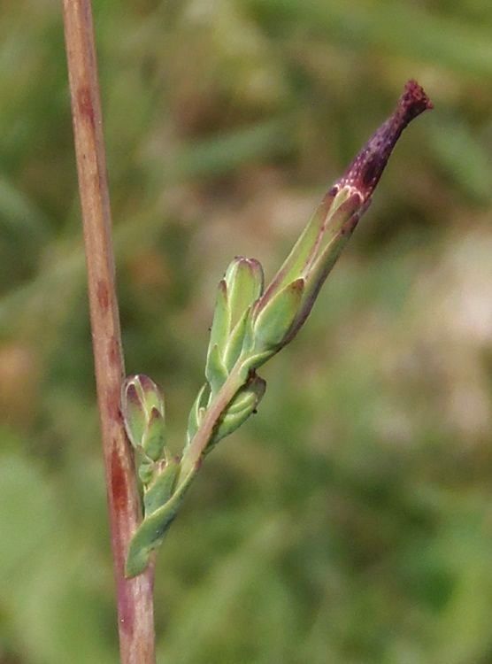 Image of Lactuca saligna specimen.