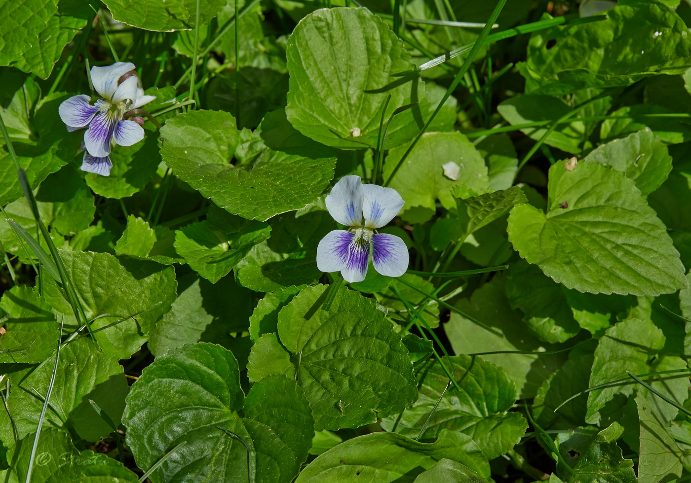 Изображение особи Viola sororia f. priceana.