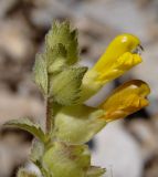 Rhinanthus rumelicus