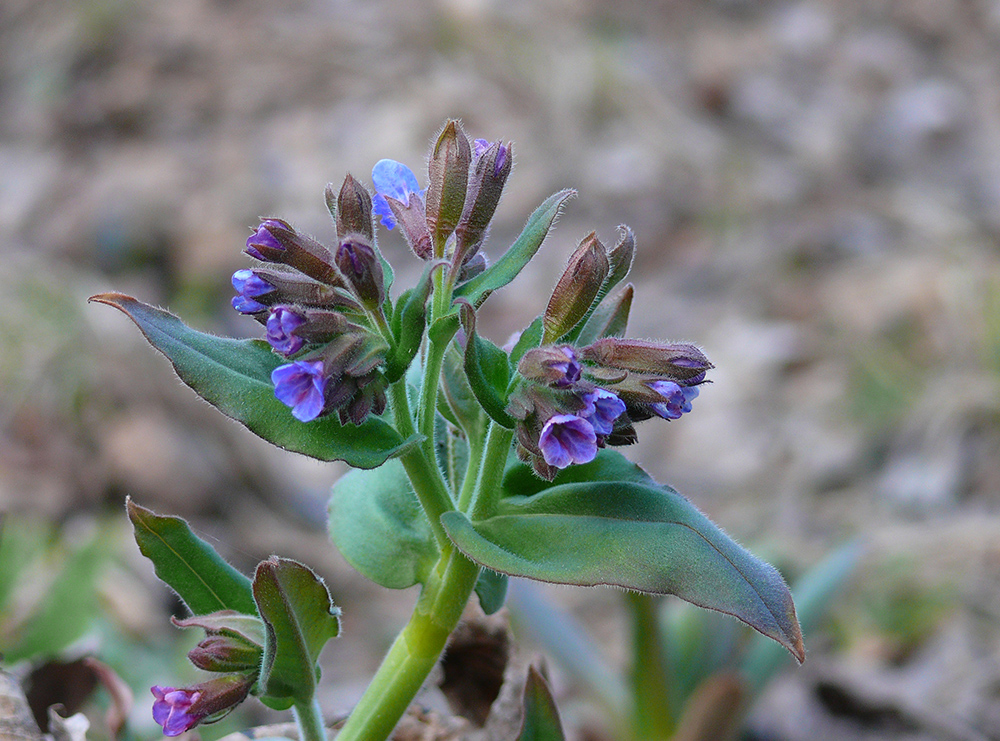 Image of Pulmonaria mollis specimen.