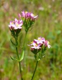 Centaurium erythraea