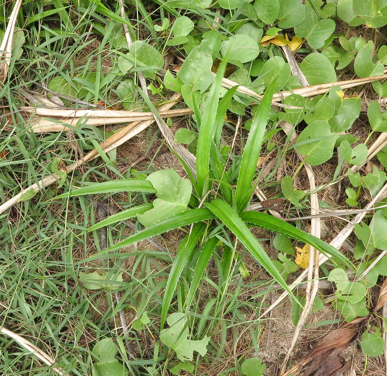 Image of Pandanus tectorius specimen.