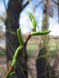 Salix euxina