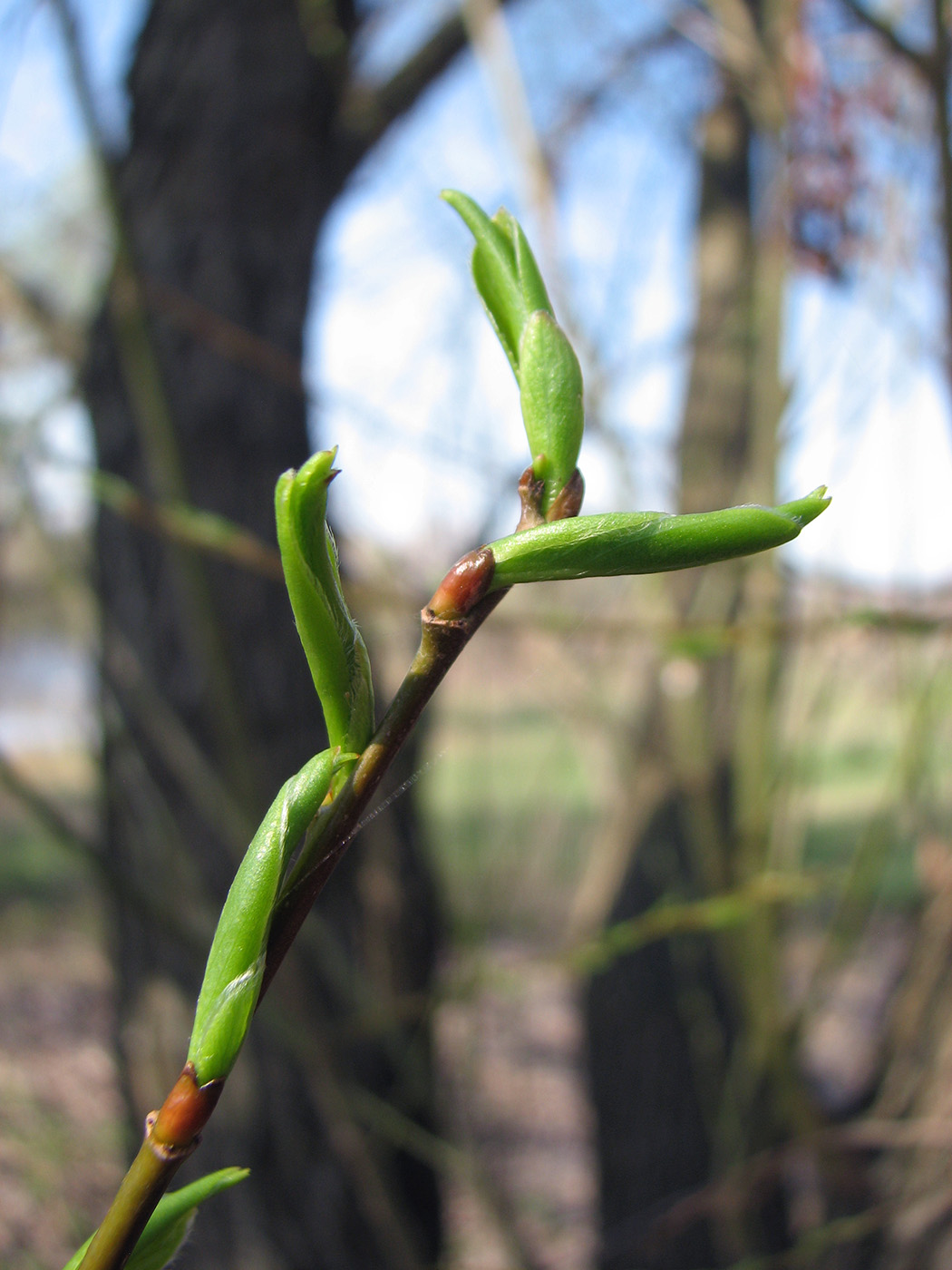 Изображение особи Salix euxina.