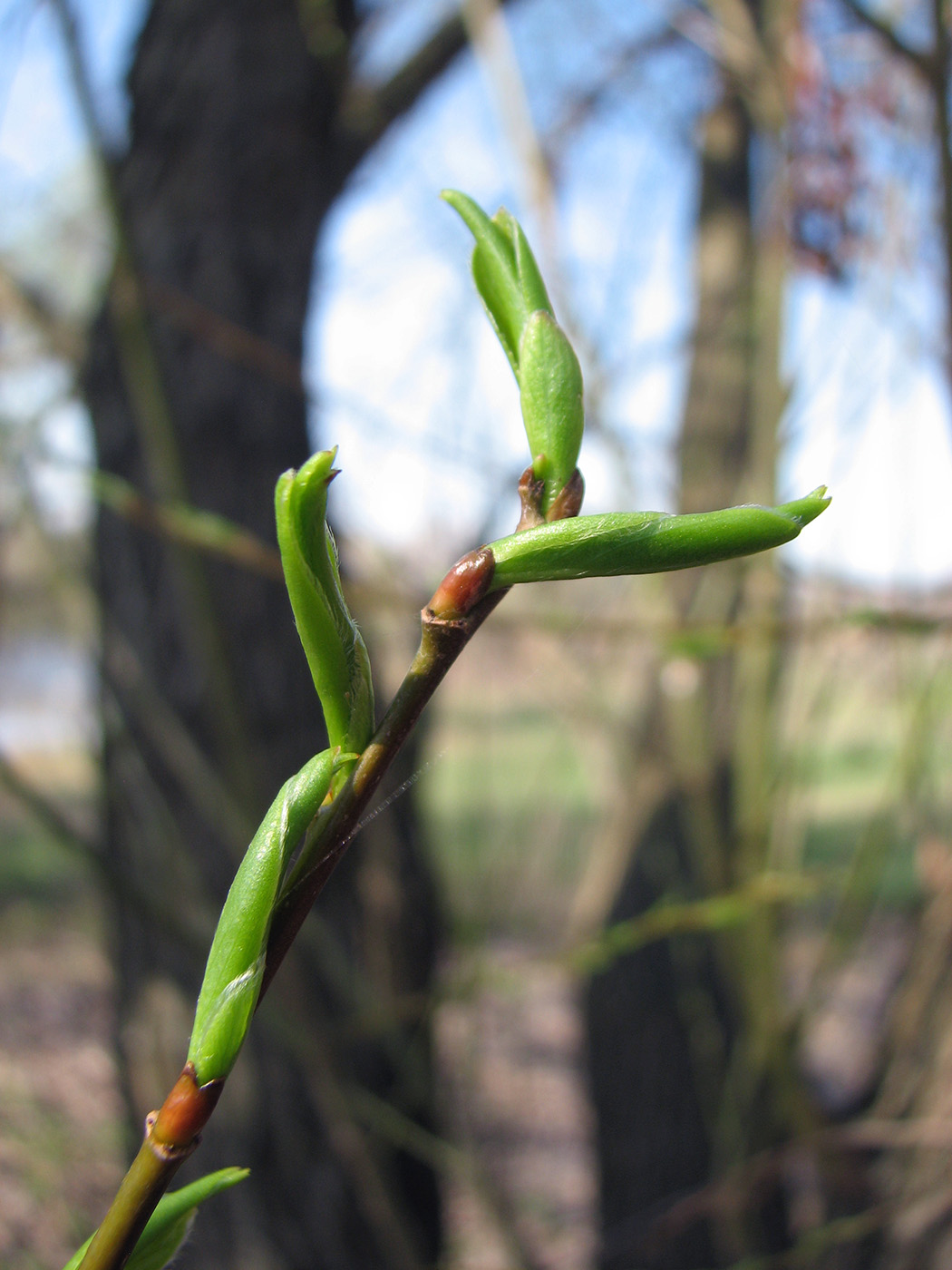 Image of Salix euxina specimen.