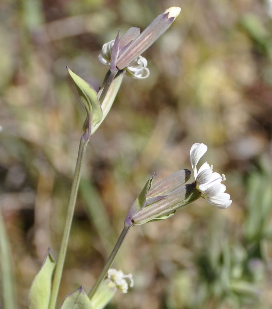 Изображение особи Silene graeca.