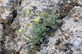 Astragalus dianthus