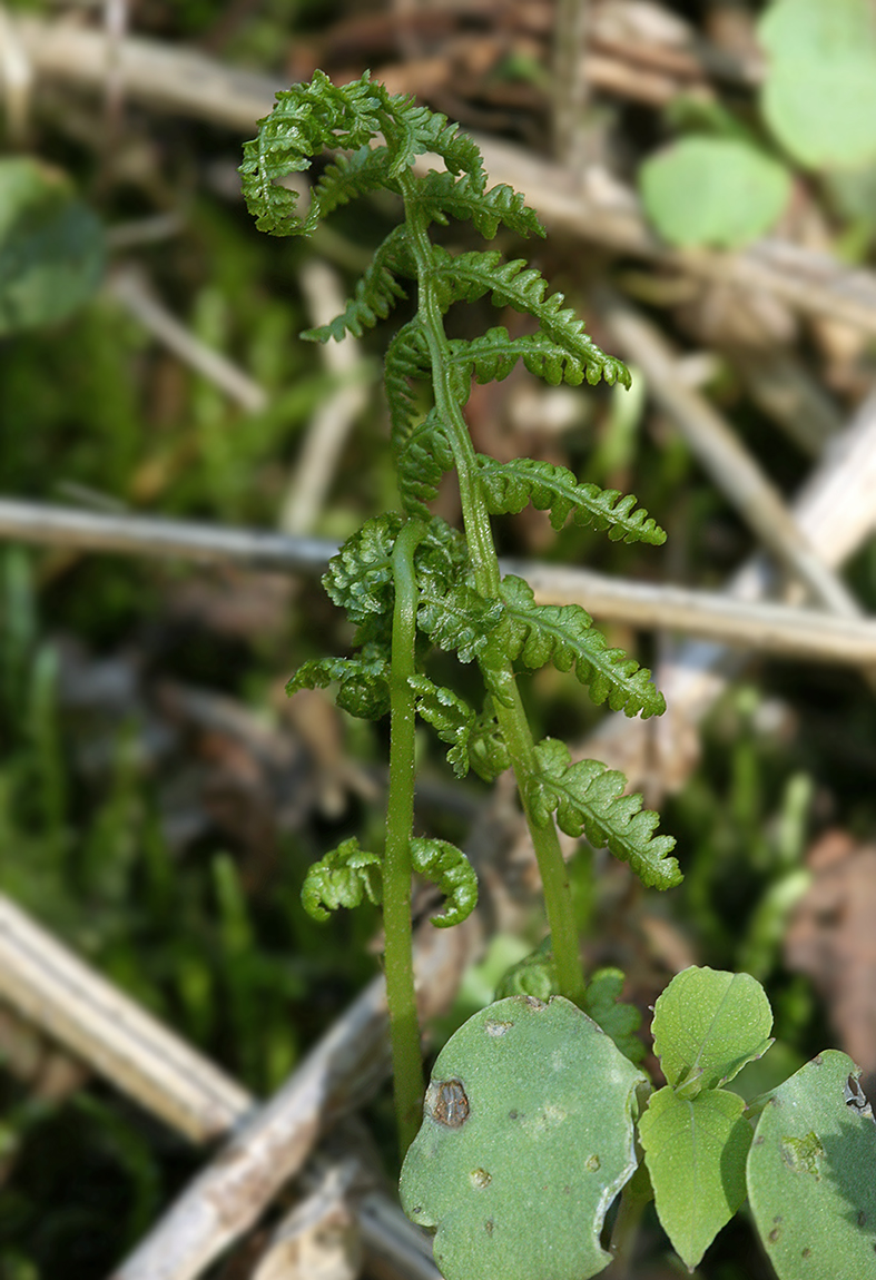 Изображение особи Cystopteris fragilis.