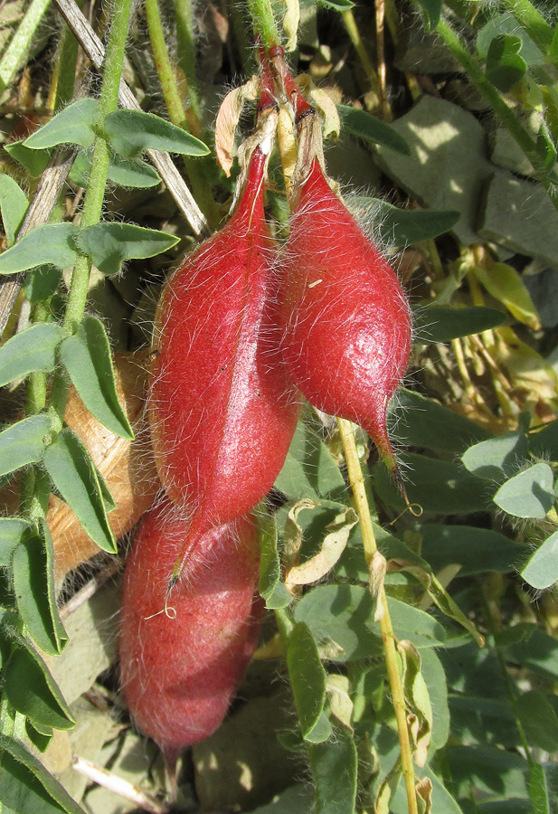 Image of Astragalus utriger specimen.