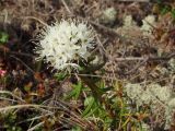 Ledum decumbens