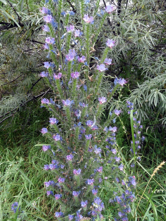 Image of Echium vulgare specimen.