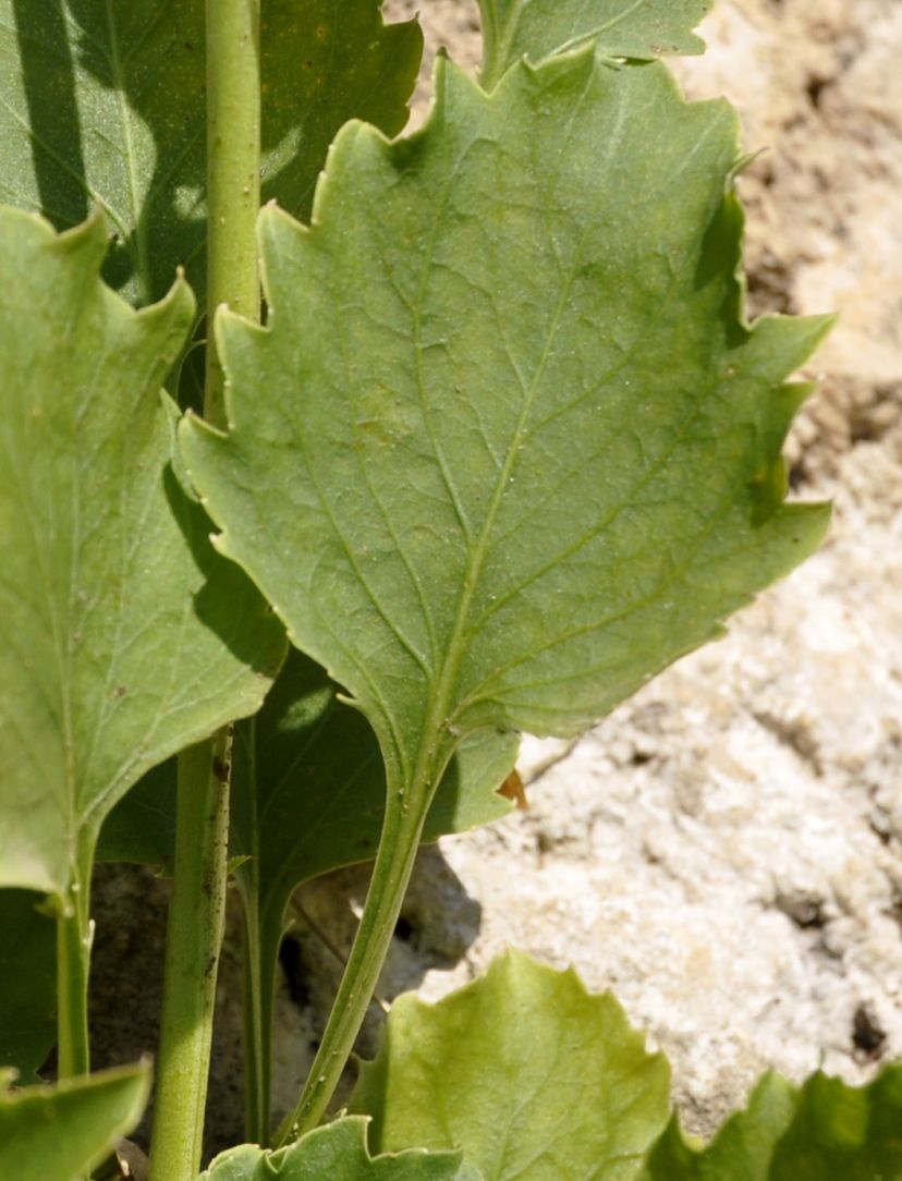 Image of Campanula versicolor specimen.