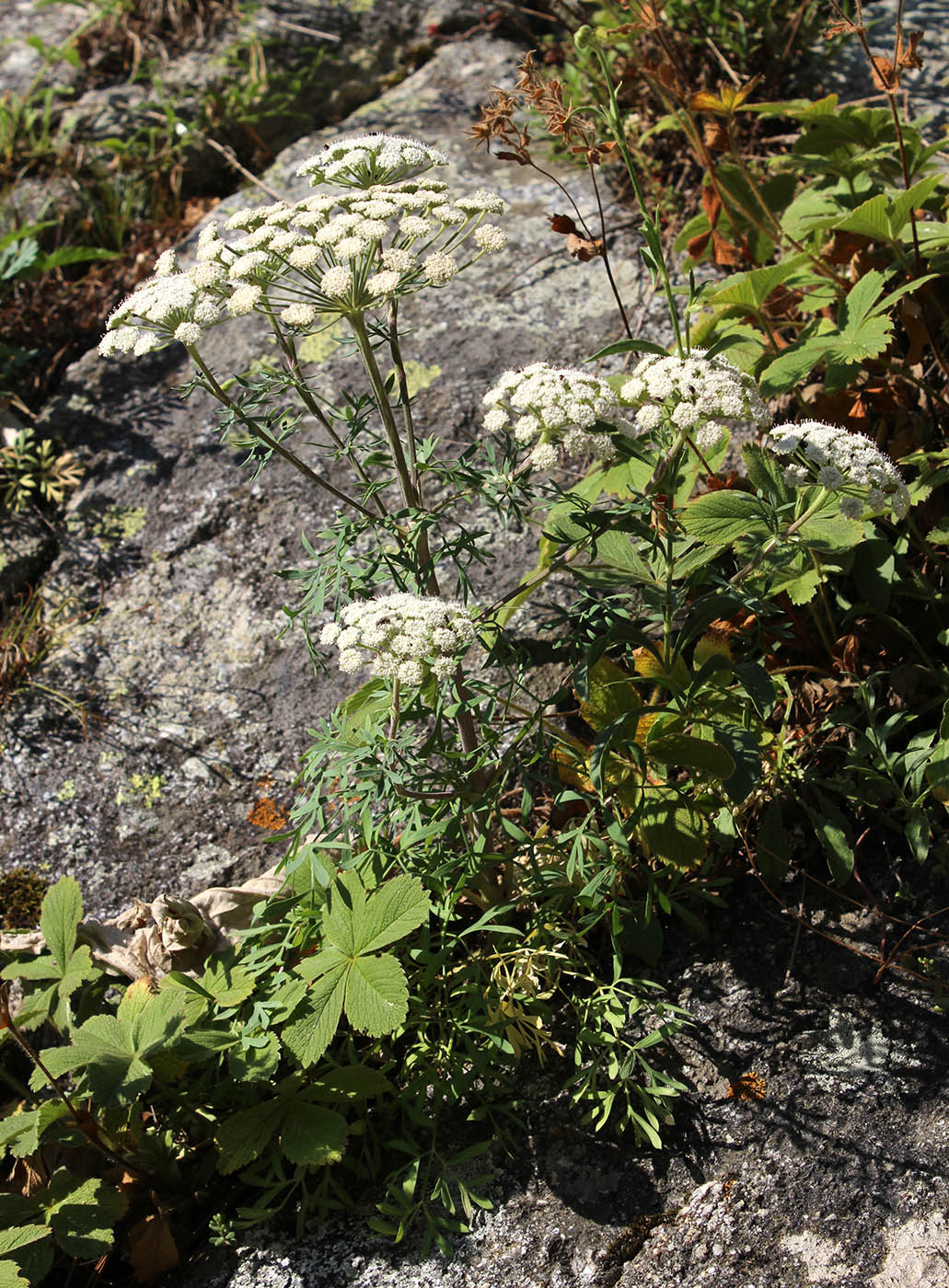 Image of Seseli petraeum specimen.