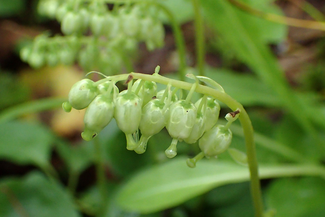 Изображение особи Orthilia secunda.