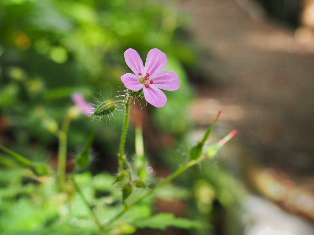 Изображение особи Geranium robertianum.