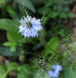 Nigella damascena. Верхушка растения с цветком и бутоном. Московская обл., Одинцовский р-н, г. Кубинка, заросшая клумба. 26.09.2017.